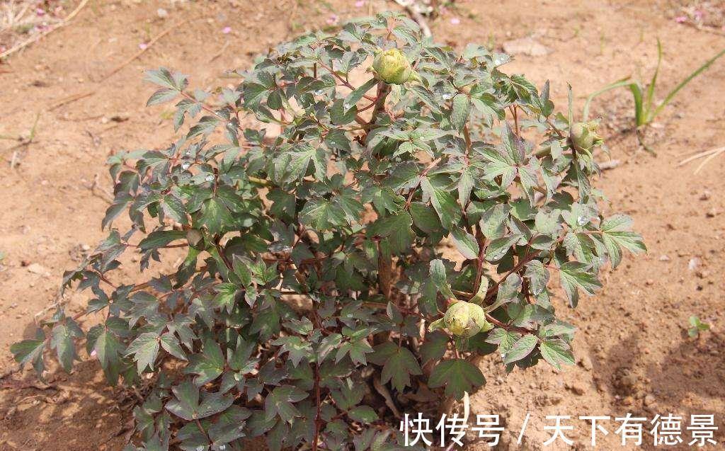 牡丹花|4种“富贵花”,南方养不好,北方能养几十年,爆成花树