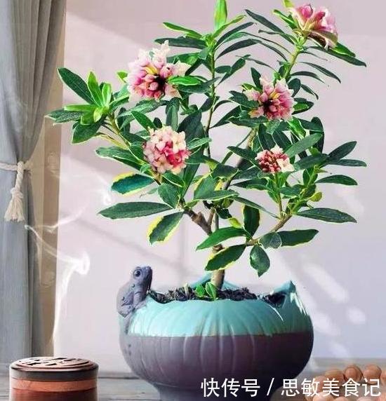 养月季、茉莉不如盆栽金边瑞香,花期长、花朵多,花开满屋飘香