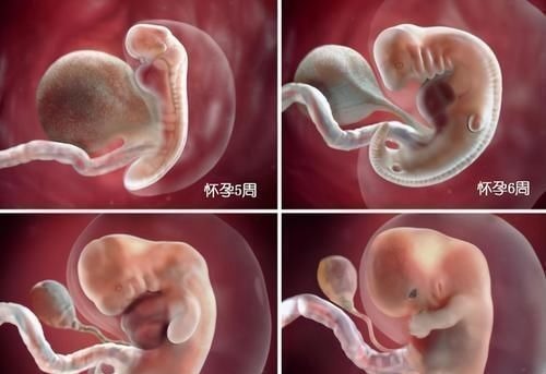 阶段|胎儿在母体是如何长大的?一组图告诉你,不同阶段宝宝的发育过程