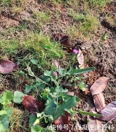 野菜|每日识百草这种野草，一种全年可采食的野菜，赶快来认识一下