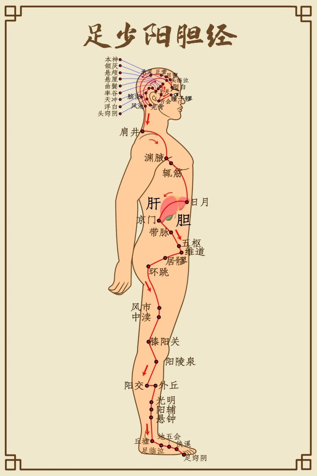 肝气|春季宜养肝，疏肝理气这样做