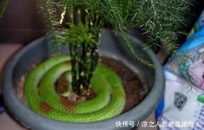 养花必须要经常做的事情，花卉才会茁壮成长！想要养花的朋友进来