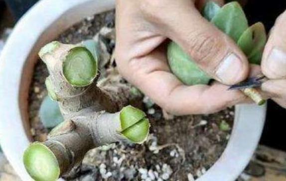 嫁接长寿花:如何让盆栽开出多色花?5步操作,花开美如圣诞树