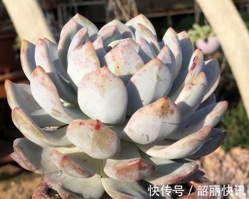 肉友们|氮磷钾肥养多肉,全盆栽成“胖娃娃”,让别人看了都羡慕