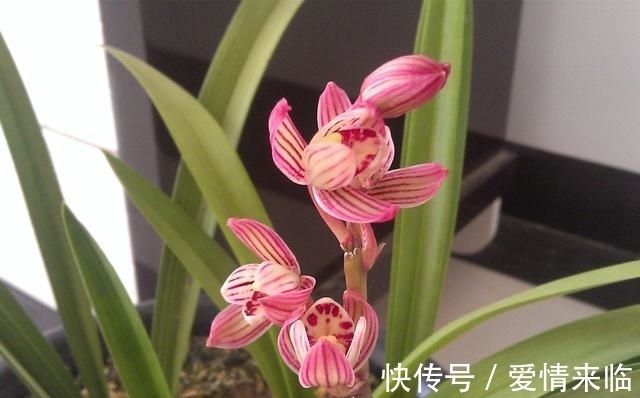 此兰性格“乖巧”，花色由粉红转金黄，香味扑鼻，每年可开花4次