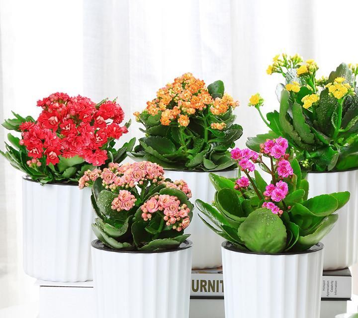 净化|快扔掉家中发财树,真正好看还能净化空气的是这几种,高级又漂亮