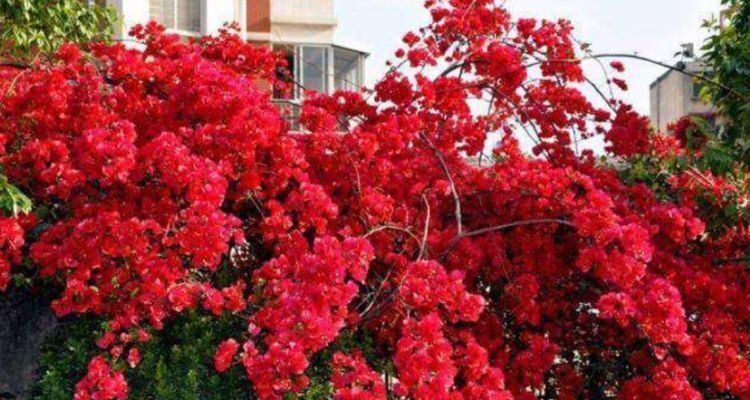 几种花,开花漂亮又好养,堪称是“开花机器”,养在阳台极美了