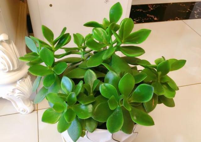 玉树养护就“几步”,枝粗叶肥绿油油,一年养出“小老桩”