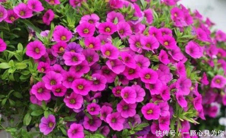 开花最香的3种花,家里养一盆,满树都是花朵,漂亮极了