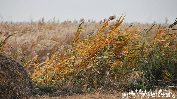 观赏|世界最大的芦苇荡在中国，面积长度超百公里，可造纸可观赏