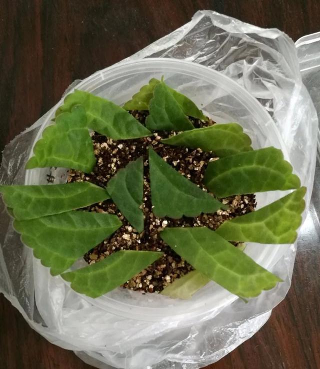 夏天这8种花不用买,叶子丢进花盆里,嗖嗖长白根