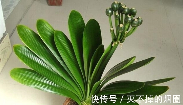 君子兰|善用酒水养叶、酵素壮根、松针松土,养君子兰才能观花赏叶