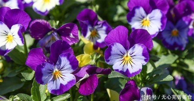 桔梗|这4种花，漂亮好养、耐寒花期长，能做美食能入药，营养健康