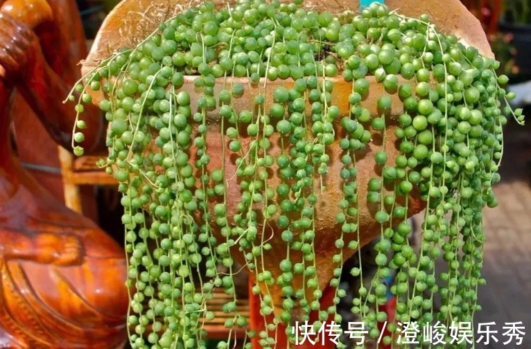 养多肉佛珠秋季满足这4点,叶片圆润,长成“瀑布”,独具魅力
