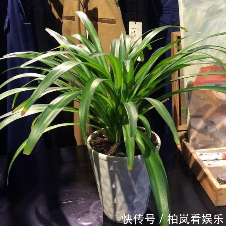 肥料|又把花养死了赶紧用这种“万能水”,果皮酵素养啥活啥