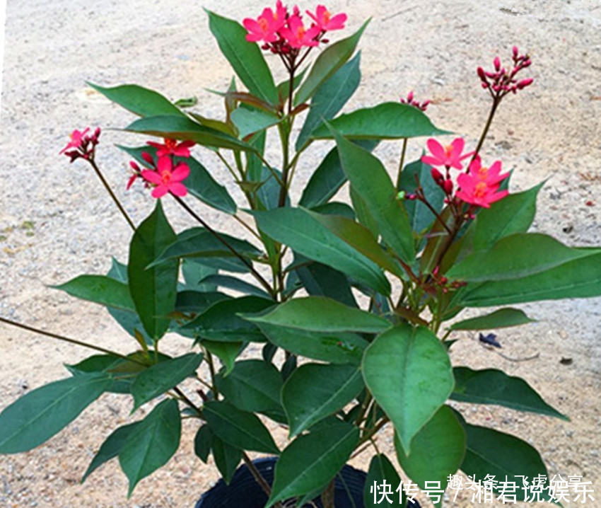 养花|世上花期最长的八大盆栽花卉,春夏秋冬开不停,养花选它就对了