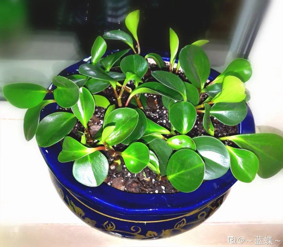 折腾不死的25种花,咋养都爆盆,家里必须养!