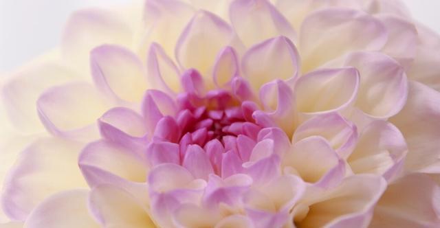 大丽花|五种花开花就变成“球”,好看好养还不挑地方,家里养一盆正合适