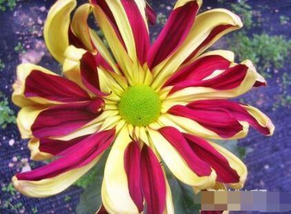 喜欢菊花，不如养盆“菊中珍品”，似素裹金秋，黄花晚节