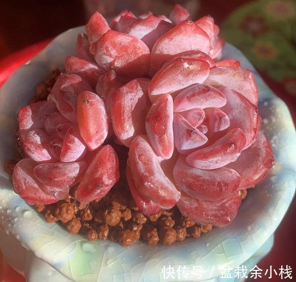 多肉植物|贪小便宜吃大亏,买多肉也是如此,不要挑便宜的买,品种最重要