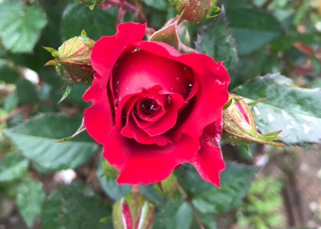 花朵|你见过比它们还红的花吗纯正的国旗红,艳丽夺目!