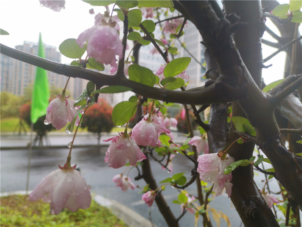 老年|美丽吉安:海棠花开 春色这边独好