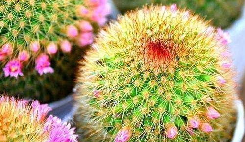 养花小技巧仙人球浑身是刺，学好几个妙招，不到半年就开花