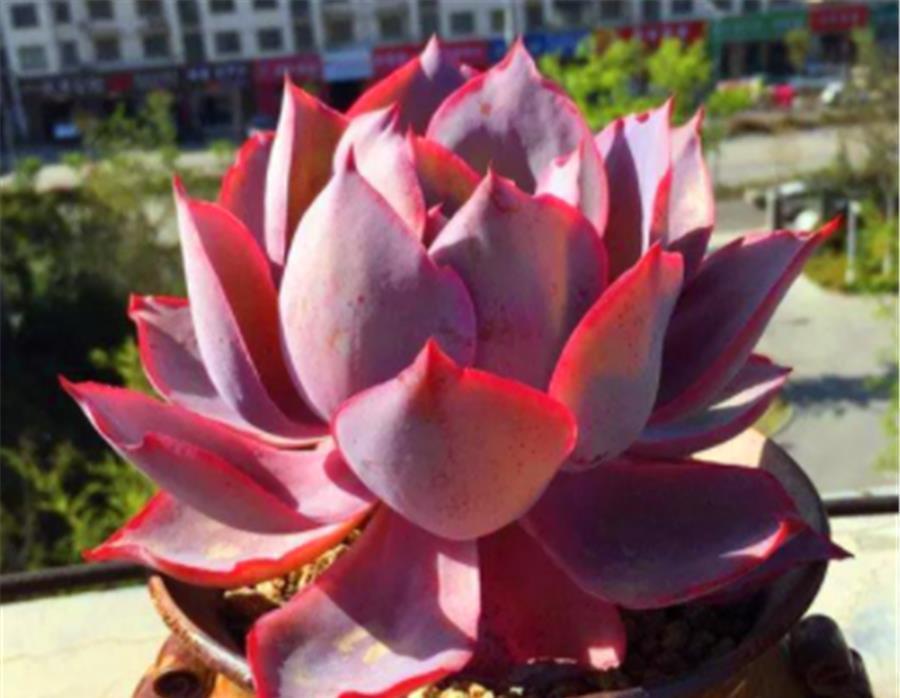 光照|多肉中的“彩霞仙子”,姿态优雅颜色美,牢记5细节,粉嫩高贵