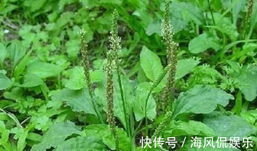 核桃仁|几把玉米须煮鸡蛋，竟然可以治疗此病，早知道就好了