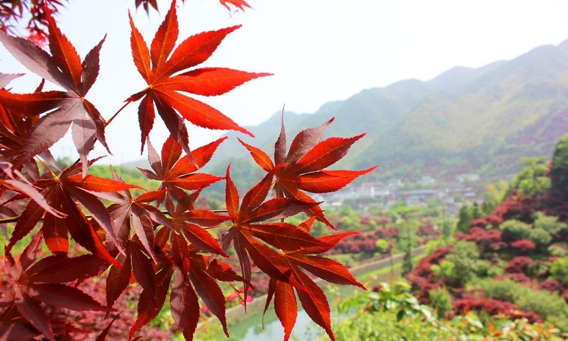 宁波红枫欣赏地，大俞、北溪、唐田，红枫绚烂