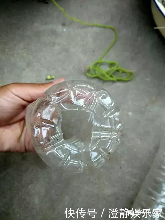 枝条|1个塑料瓶套在无花果枝条上，10天就生根，当年就结50多颗果