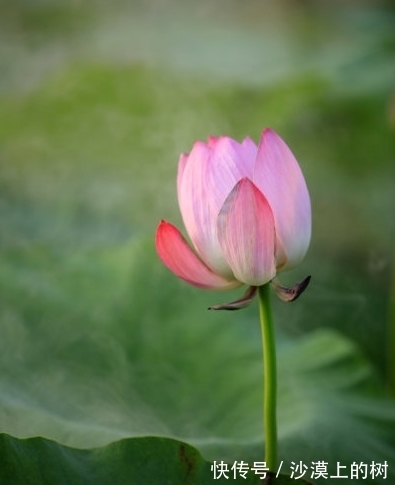 属兔|10月下旬，4属相吉星傍身，机遇不断，运势节节高升，生活完美