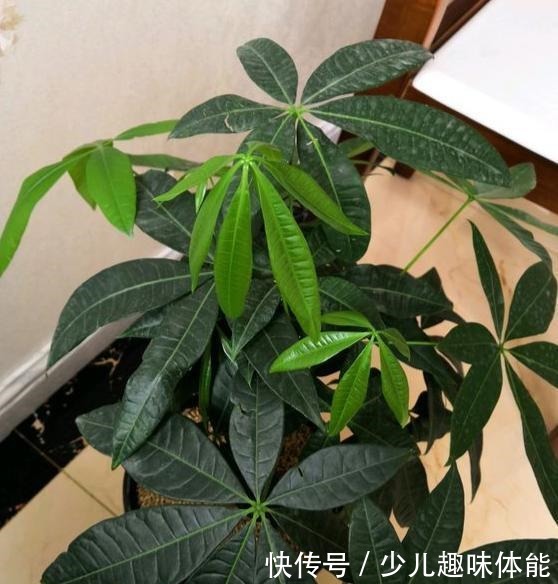 发财树一到冬天就黄叶烂根,养护注意这几点,叶片翠绿蹭蹭长!