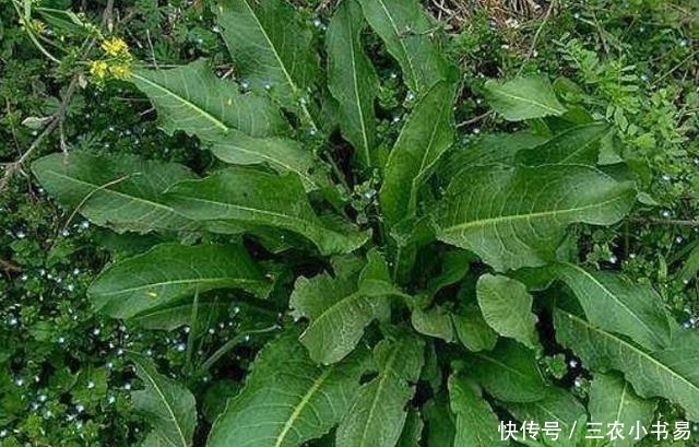 农村|长在沟里的牛舌头，很多人以为是野草，其实城里能卖高价