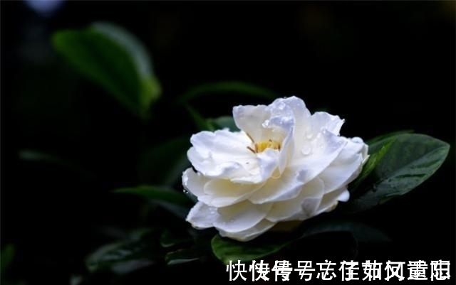 曾国藩&真正聪明的人,有三不说,越是不说,越能积德积福