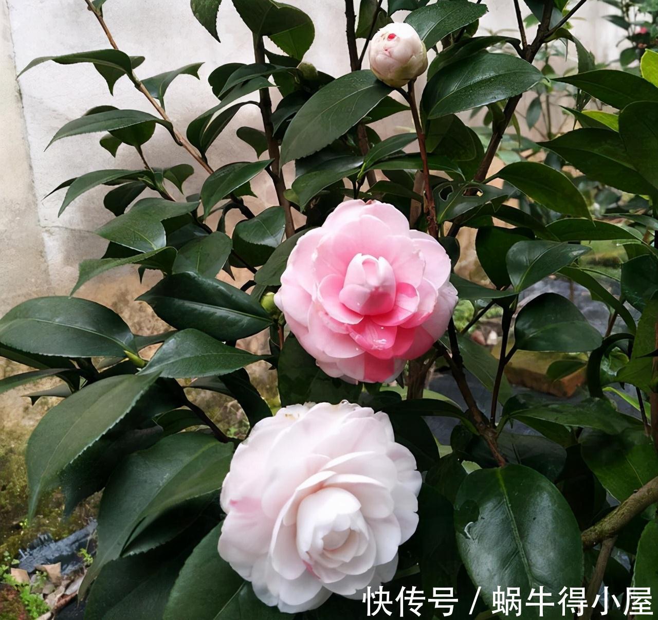 黄叶|茶花秋冬有“4怕”，难怪黄叶又掉“花苞”，避开今年还能开大花
