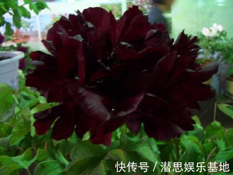 10种罕见的黑色花，都说很高贵，我怎么觉得诡异？