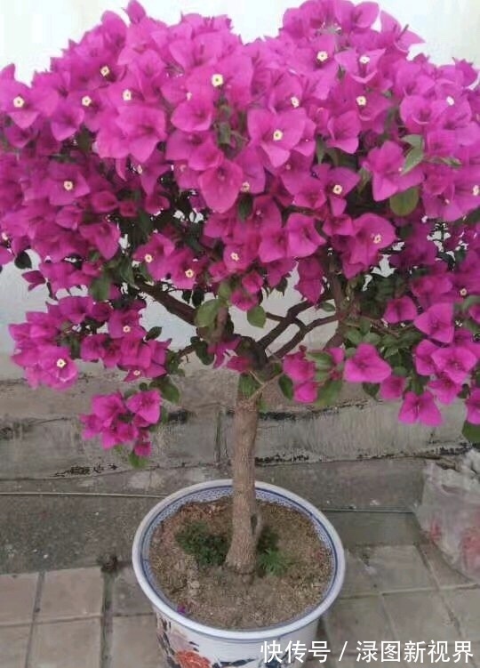 花卉|三角梅买回家以后,简单3步操作,30天花朵爆盆,小白都能养好