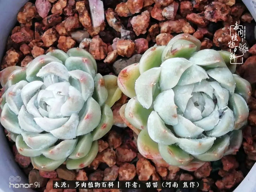 迷上多肉后，有一种喜欢叫一日看三回！