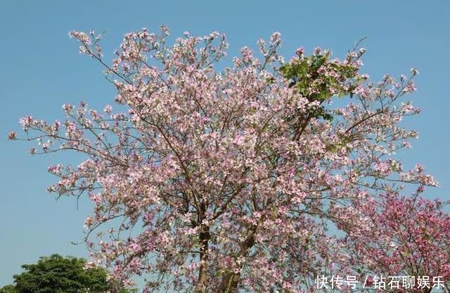 三月|花样荷城,美不胜收!