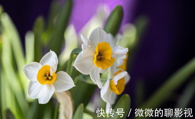 腊梅|9种花是“冷性子”，温度越高，开花越差，冻冻才能长势好