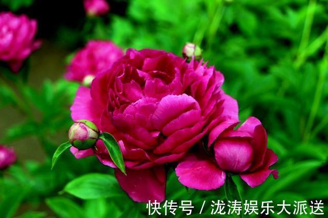 芍药花|芍药花，花大色艳、雍容华贵！掌握催花技巧，花开一整年