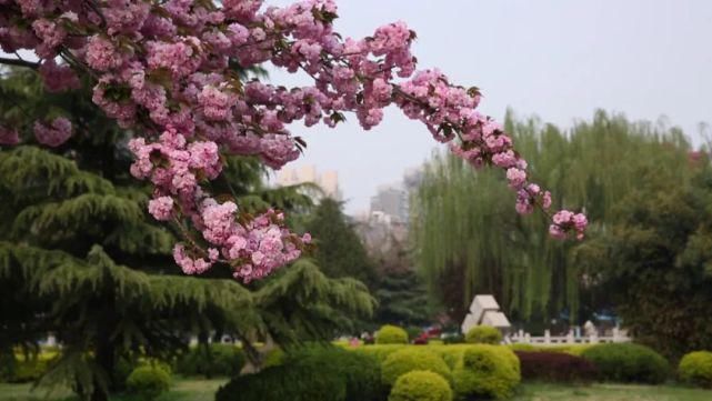 春有约，花不误，邢台春色满园！