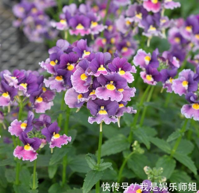 阳台新宠龙面花,花量超大颜色多,四季都开不停!