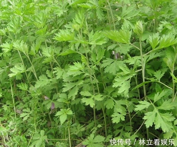 农村俗语“家有三年艾，郎中不用来”，原来艾叶功效这么厉害！