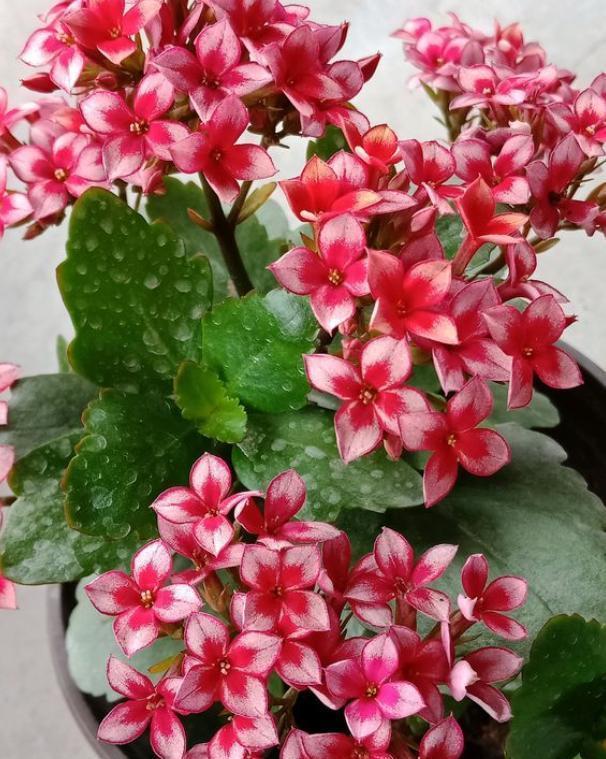 修剪长寿花，分2种不同“方法”，做好一年开三次，每次都爆盆