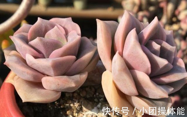 曾经贵到令人咋舌,且株型似玫瑰的可爱玫瑰多肉你现在还在养吗!