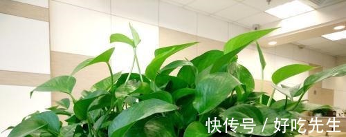 这种食品过期了别丢，给绿萝、吊兰“吃”，10年不黄叶！