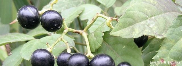 盆栽|田野里除不完的“野草”,张大妈却挖来“当盆栽”,繁殖一阳台!