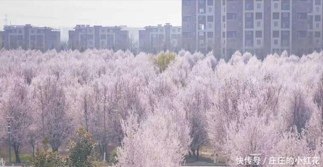 媲美网红景点雾中花海，这个春天还有天下手游这地方值得一去